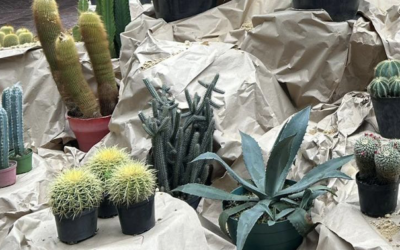 Regresa la exposición de Cactus y Suculentas con la segunda edición de Geometría Viva